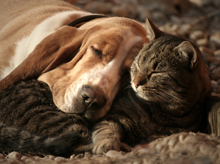 A cat and dog sleeping.